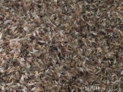 怎么樣促進種子發芽
