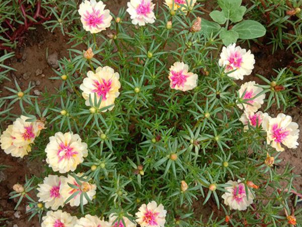 1679885198425161.jpg 太陽花9.jpg