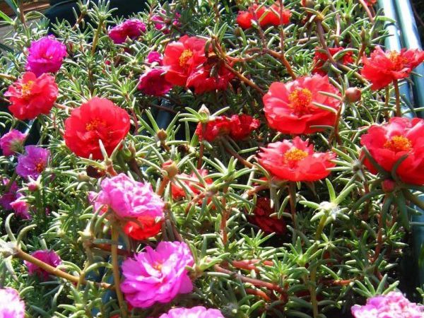 1679885215850190.jpg 太陽花5.jpg