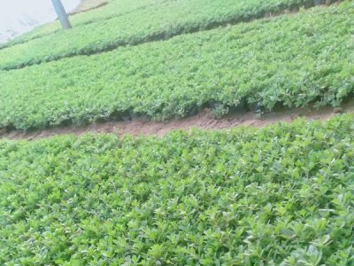 馬齒莧太陽花能過冬嗎？