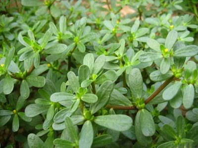 平頂山有賣馬齒菜種子的嗎？