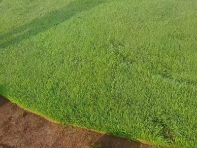 草坪種植時怎么對種子處理