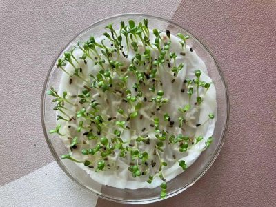 草坪草種子處理及發芽試驗