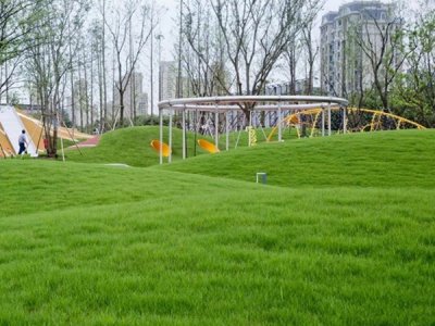 一月還能種植地毯草嗎？