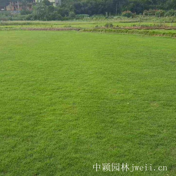 1680862954143340.jpg 結縷草8_副本.jpg