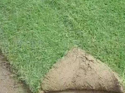  觀賞草坪種子哪個品種好？