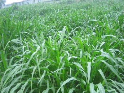 進口甜高粱牧草種子批發