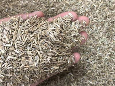 河北直銷牧草種子批發