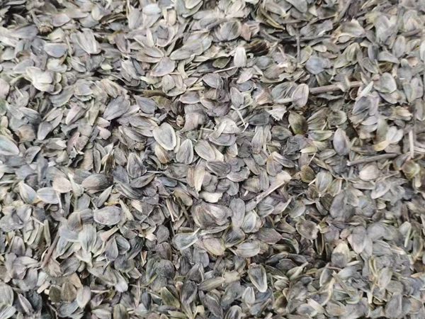 串葉松香草2.jpg