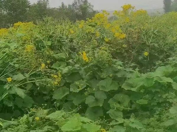 串葉松香草.jpg