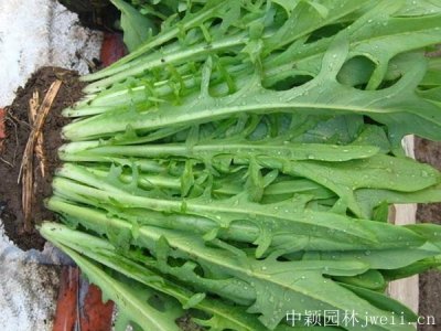 養鵝牧草種子批發價格