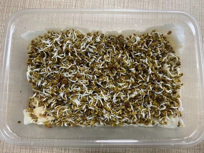 草坪種子發芽率實驗報告