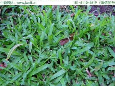 廣西大葉草坪種子基地直銷