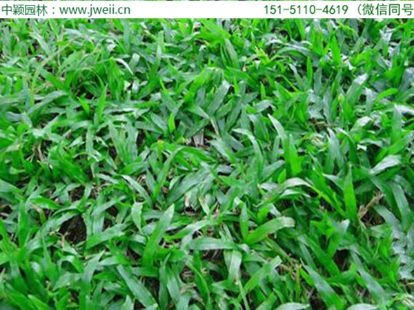 大葉油草5.jpg