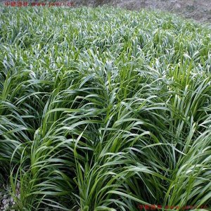 養牛牧草種子批發