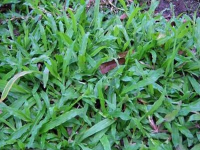 廣州大葉油草坪種子培育基地