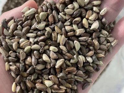 墨西哥玉米牧草種子批發