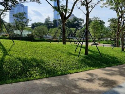 盆景草坪種子幾天出芽