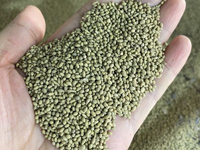 最新草坪種子
