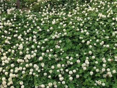 一斤草坪種子種多少平方