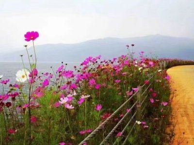 波斯菊幾月份適合播種