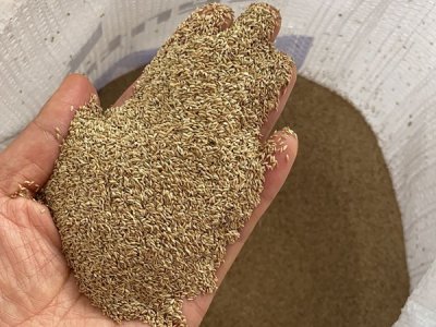 矮草坪種子直接播種嗎？