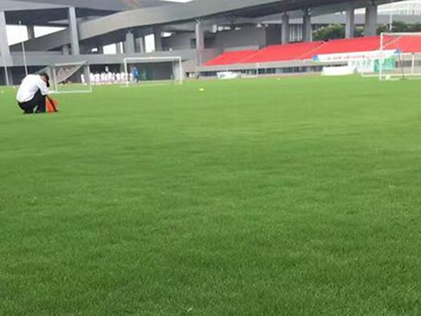 狗牙根7.jpg