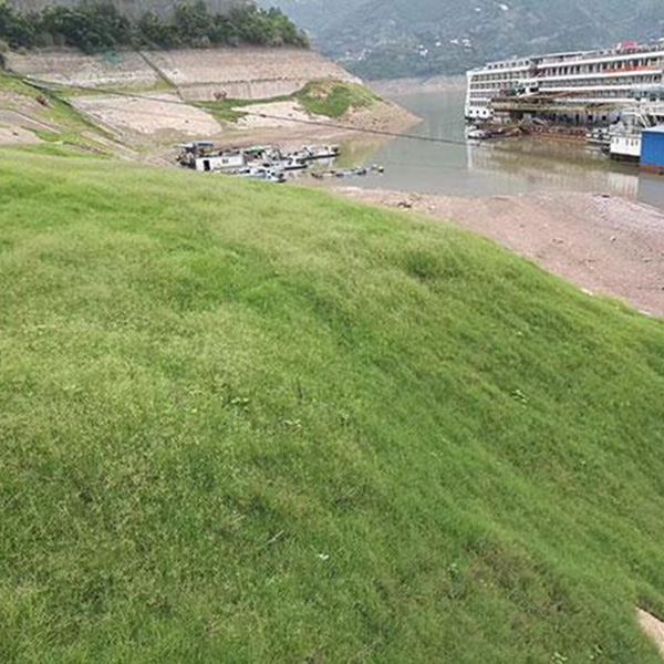 狗牙根8.jpg