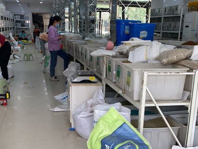 上海草坪種子賣場