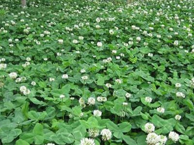 草坪種子發芽要多久？