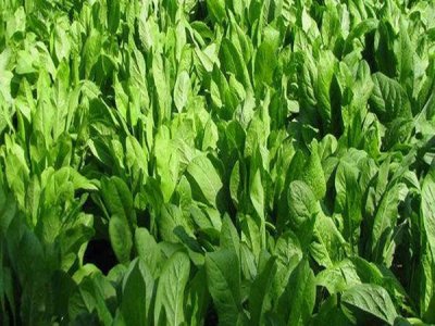牧草種子批發專賣