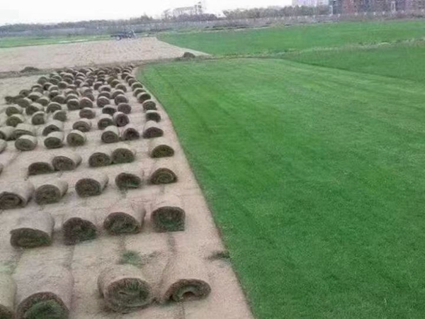 1683890778342336.jpg 草坪36_副本.jpg