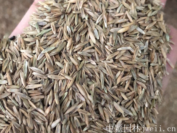 黑麥草10.jpg