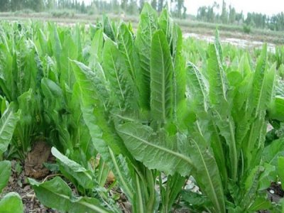 批發大量牧草種子