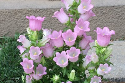 風鈴花在北方可以種植嗎？