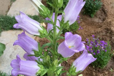 風鈴花耐寒嗎？