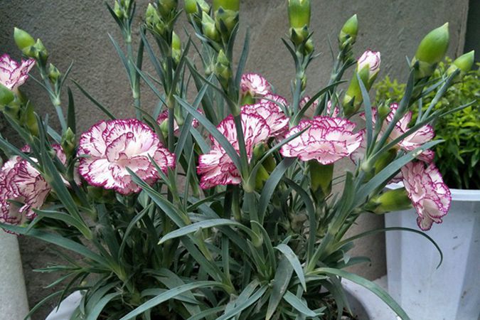 康乃馨 (15).jpg