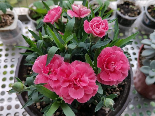康乃馨4.jpg
