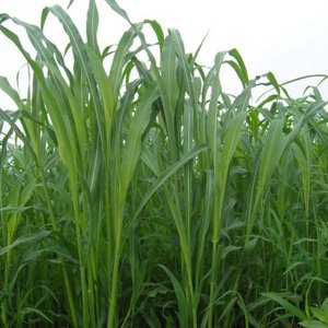 高丹草適合南方種植嗎？