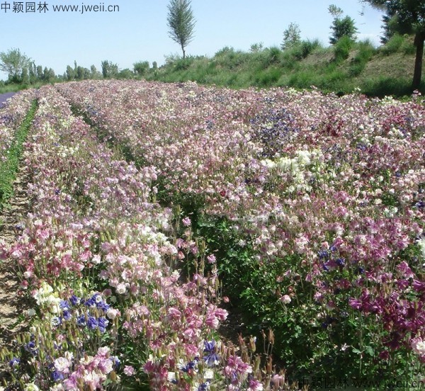耬斗菜種子13.jpg