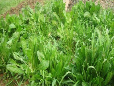 菊苣牧草種子批發