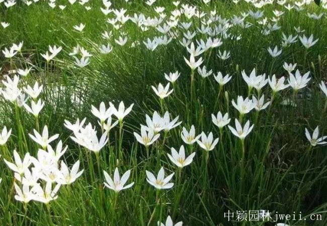蔥蘭.jpg