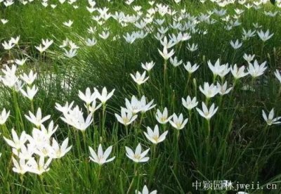 蔥蘭適合地栽嗎？