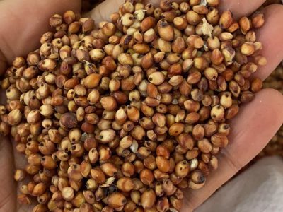 牧草種子批發廠家價格