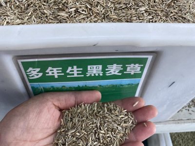 草坪種子直接撒下去能發芽嗎？