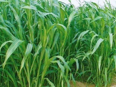 牧草種子批發供貨廠家