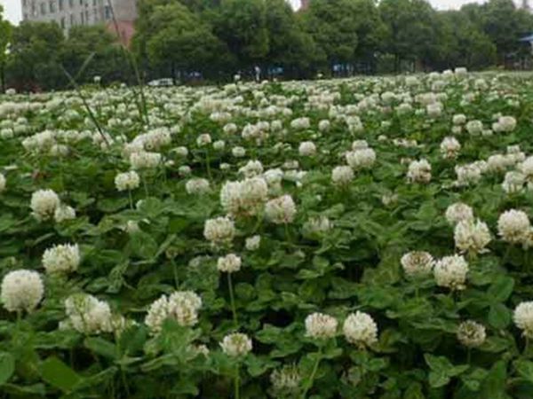 白三葉草9.jpg