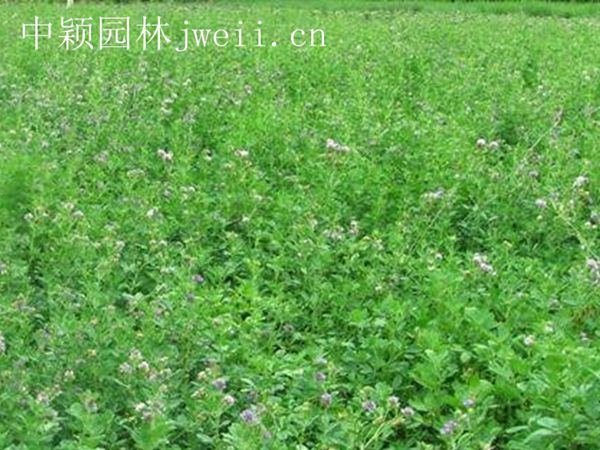 1685611036886443.jpg 紫花苜蓿.jpg