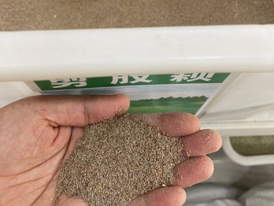 耐旱草坪種子