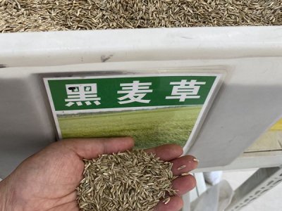 草坪類種子有哪些